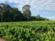 Carlos Ronquim - Estudos de inventário e de estoques de carbono no solo e na fitomassa de cafeeiros em Rondônia conferem uma oportunidade estratégica para o setor