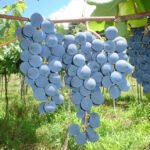 Marcos Vicente - Sucos de uva integrais produzidos a partir das variedades avaliadas (BRS Carmem, BRS Magna, BRS Violeta e BRS Cora) podem ser caracterizados como bebidas funcionais