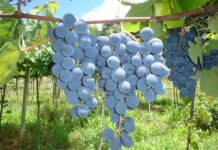 Marcos Vicente - Sucos de uva integrais produzidos a partir das variedades avaliadas (BRS Carmem, BRS Magna, BRS Violeta e BRS Cora) podem ser caracterizados como bebidas funcionais
