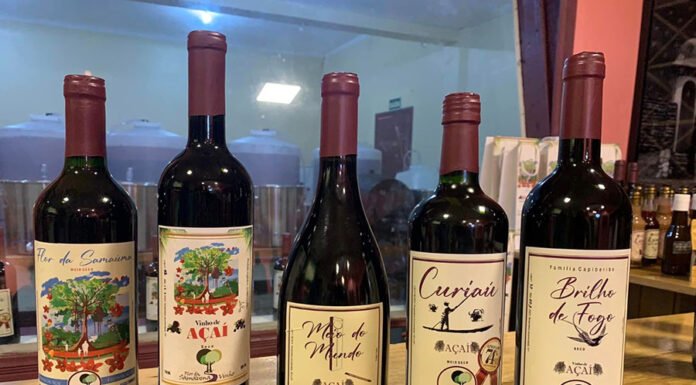 Divulgação - A bebida fermentada da polpa de açaí apresenta características físico-químicas e sensoriais semelhantes a alguns vinhos tintos