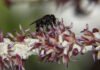 Cristiano Menezes - O trabalho avaliou a introdução de colônias de abelhas nativas da Amazônia, da espécie Scaptotrigona postica, conhecida popularmente como abelha canudo, em áreas com plantios de açaizeiro