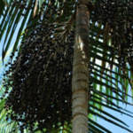 Floresta conservada aumenta produtividade do açaí de terra firme