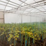 A.Neto - O fungo causador da ferrugem da soja é capaz de se adaptar às estratégias de controle. Todas as estratégias de manejo devem ser adotadas, incluindo cultivares precoces ou com gene de resistência