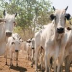 Governo prepara estratégias para declaração do rebanho na Ilha do Bananal e vigilância contra febre aftosa