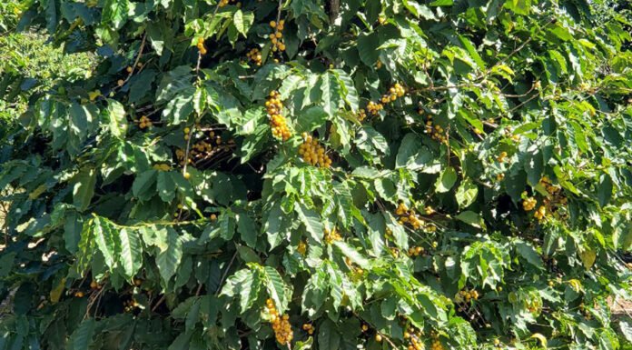 Metodologia simples identifica a pureza genética de café Bourbon Gerson Silva Giomo - O café Bourbon é preferido por suas qualidades sensoriais
