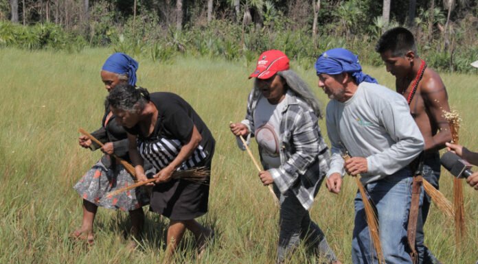 Naturatins orienta sobre fim do prazo para emissão de licença de manejo do capim-dourado e buriti que encerra na próxima segunda-feira, 31