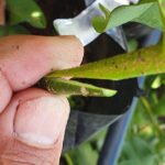 Wanderlei Lima - Resultados da pesquisa mostram viabilidade de três tipos de enxertia - borbulhia de placa, garfagem inglesa simples e garfagem em fenda cheia – para o desenvolvimento de um sistema de produção para o baruzeiro. Na foto, garfagem inglesa