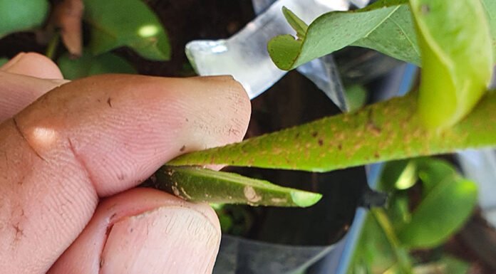 Wanderlei Lima - Resultados da pesquisa mostram viabilidade de três tipos de enxertia - borbulhia de placa, garfagem inglesa simples e garfagem em fenda cheia – para o desenvolvimento de um sistema de produção para o baruzeiro. Na foto, garfagem inglesa