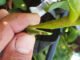Wanderlei Lima - Resultados da pesquisa mostram viabilidade de três tipos de enxertia - borbulhia de placa, garfagem inglesa simples e garfagem em fenda cheia – para o desenvolvimento de um sistema de produção para o baruzeiro. Na foto, garfagem inglesa