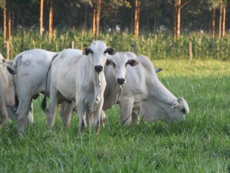 Preço da arroba do boi apresenta pequena variação no Tocantins