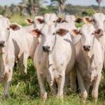 Adapec: módulo de consulta das Guias de Trânsito Animal está disponível