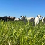 Adesão à pecuária de corte promove maior rentabilidade e diminui riscos de produção para cooperados da Frísia no Tocantins