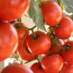 André Fachini Minitti - Não há registro oficial da presença do ToBRFV em tomateiros nacionais, mas sua detecção em região próxima ao Brasil exige atenção dos produtores e autoridades