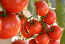 André Fachini Minitti - Não há registro oficial da presença do ToBRFV em tomateiros nacionais, mas sua detecção em região próxima ao Brasil exige atenção dos produtores e autoridades