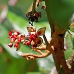 Bioeconomia inclusiva na Amazônia pode beneficiar 750 mil famílias Ronaldo Rosa - A Amazônia, por sua heterogeneidade cultural, ambiental, social e econômica, exige diferentes estratégias de bioeconomia. Na foto, a flor do cupuaçu, fruto típico do bioma