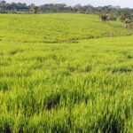 Embrapa - A ferramenta fornece uma sugestão da quantidade de sementes forrageiras necessária para a implantação da pastagem