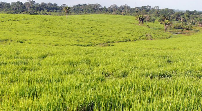 Embrapa - A ferramenta fornece uma sugestão da quantidade de sementes forrageiras necessária para a implantação da pastagem