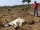 Em Pugmil, Polícia recupera cabeças de gado furtadas em Monte Santo