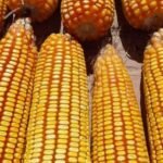 Empresa desenvolve milho híbrido tolerante a lagartas e ao herbicida glifosato