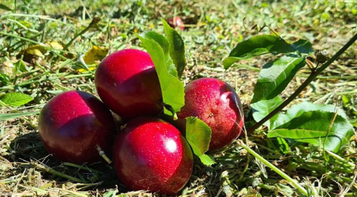 Divulgação - Um dos métodos inovadores se baseia em ferramentas computacionais, como softwares e aplicativos, para definir a cor de vários caracteres da planta, como casca e polpa