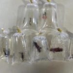 Naturatins atende denúncia de remessa postal de peixes ornamentais