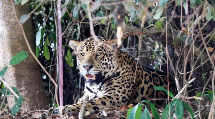 Naturatins realiza Semana Silvestre de 14 a 18 de agosto