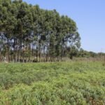 Pesquisa aponta que produtores rurais estão aderindo às práticas ESG