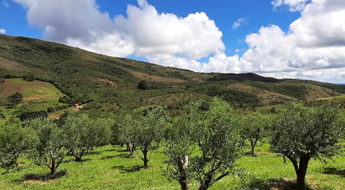 Humberto Bizzo - Oliveiras jovens na Serra da Mantiqueira (MG)