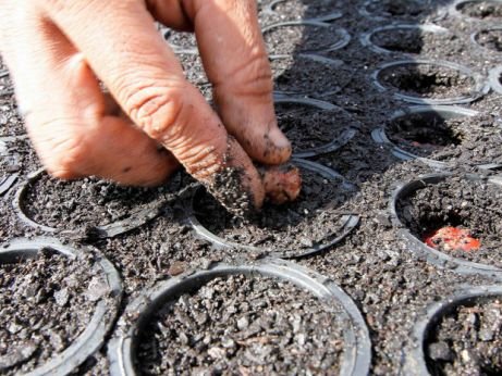 TOCANTINS: Iniciado o ciclo de produção de 50 mil mudas de espécies do Cerrado