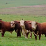 Tecnologia é capaz de prever rebanhos bovinos com carne de alta qualidade Keke Barcellos - O índice foi desenvolvido a partir da relação entre os principais requisitos para bonificação da indústria