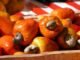 Temporada do Caju no Tocantins: Uma deliciosa e nutritiva experiência