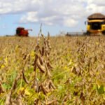  Plantio de soja avan