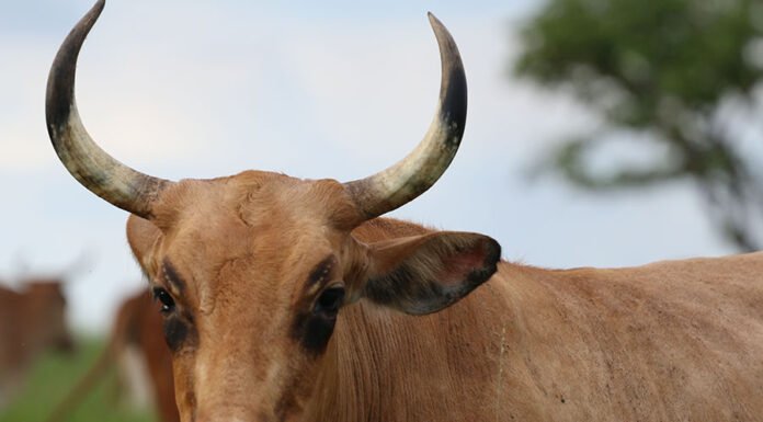 Bovinos Pantaneiros do rebanho da Embrapa ganham registro genealógico Raquel Brunelli - Cada animal passou por uma avaliação técnica para atender aos critérios que determinam o padrão racial
