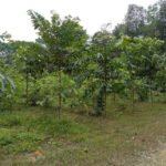 Castanheira-da-amazônia mostra eficiência na recuperação de solos degradados Roberval Lima - Os estudos estão sendo realizados em cultivos de castanheiras implantados em áreas que antes eram pastagens degradadas no estado do Amazonas