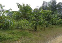 Roberval Lima - Os estudos estão sendo realizados em cultivos de castanheiras implantados em áreas que antes eram pastagens degradadas no estado do Amazonas