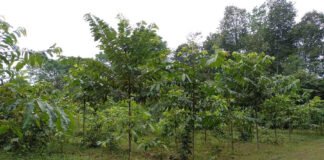 Roberval Lima - Os estudos estão sendo realizados em cultivos de castanheiras implantados em áreas que antes eram pastagens degradadas no estado do Amazonas