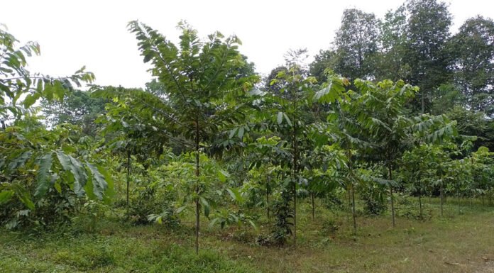 Roberval Lima - Os estudos estão sendo realizados em cultivos de castanheiras implantados em áreas que antes eram pastagens degradadas no estado do Amazonas