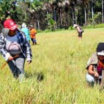 Com apoio do Governo do Tocantins, Festa da Colheita do capim-dourado ressalta arte difundida por Dona Miúda