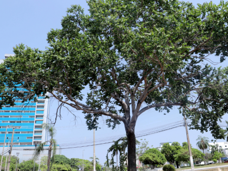 Dia da árvore: Tocantins conta com espécies protegidas por lei