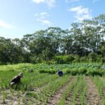 Gustavo Porpino - Implantar equipamentos públicos de Segurança Alimentar e Nutricional (SAN) pode envolver, segundo o estudo, diversas iniciativas, entre elas as hortas comunitárias