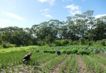 Gustavo Porpino - Implantar equipamentos públicos de Segurança Alimentar e Nutricional (SAN) pode envolver, segundo o estudo, diversas iniciativas, entre elas as hortas comunitárias