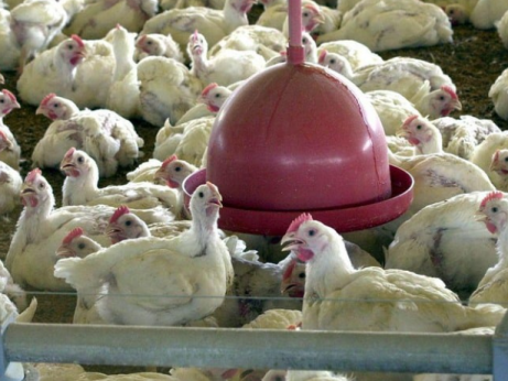 Japão suspende importação de carne de aves do Mato Grosso do Sul