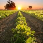 Mapa altera calendário de semeadura da soja em cinco estados