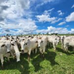 Amanda Alves - Apesar de ter sido desenvolvido para a raça Nelore, o protocolo pode ser adaptado e aplicado a outras raças