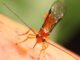Paulo Lanzetta - O parasitoide Doryctobracon areolatus recebeu especificação como produto fitossanitário junto ao Ministério da Agricultura e Pecuária. A tecnologia ajuda a consolidar cada vez mais o controle biológico no contexto nacional