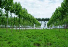 Maurel Behling - Ao planejar seu sistema ILPF, o produtor deve definir se utilizará o componente arbóreo como adição ou substituição de renda