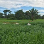 Priscila Viudes - O plantio direto com semeadura a lanço possibilita recuperar a capacidade produtiva de pastagens degradadas com maior agilidade e menores custos. Na foto, pasto com capim Zuri