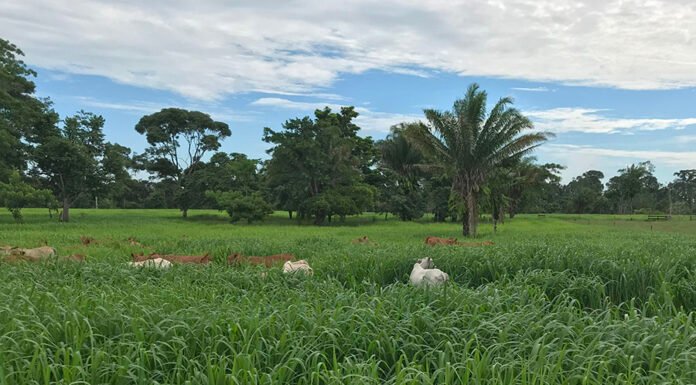 Priscila Viudes - O plantio direto com semeadura a lanço possibilita recuperar a capacidade produtiva de pastagens degradadas com maior agilidade e menores custos. Na foto, pasto com capim Zuri