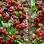 Produção de café está estimada em 54,36 milhões de sacas, 3ª maior na série histórica