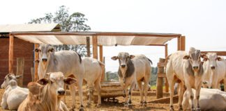 Juliana Sussai - Em média, as pegadas hídrica e terrestre foram 3% e 7% menores, respectivamente, nas áreas com sombra em comparação com as instalações a pleno sol